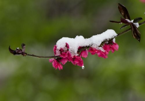 關于二月春雪的詩句