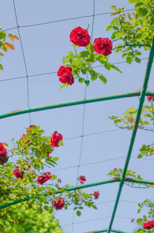 古詩(shī)詞,詩(shī)句,初中