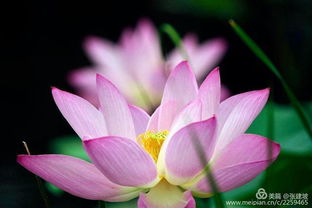 關(guān)于夏天植物的詩句古詩