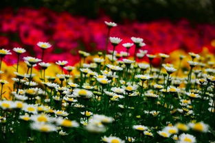春風(fēng)春花春草春雨的詩(shī)句,描寫春花春草春風(fēng)的詩(shī)句,描繪春花春草春風(fēng)春雨的詩(shī)句