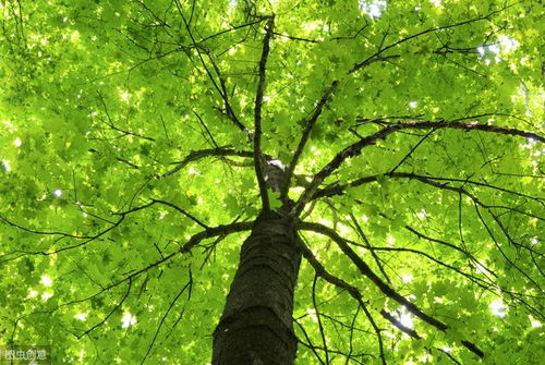 關(guān)于寫(xiě)春日鳥(niǎo)鳴的詩(shī)句