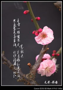 關(guān)于梅花精神的古詩句,贊美梅花的古詩句,寫梅花的古詩句