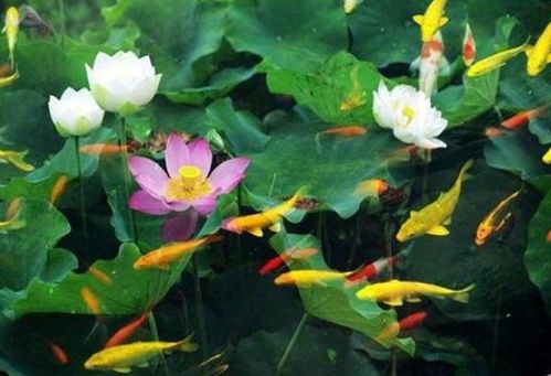 嬉戲玩耍的古詩句