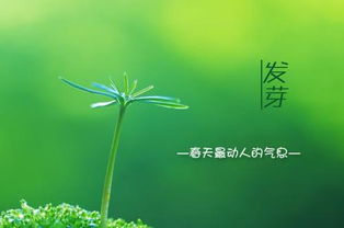 贊美春天喜慶的古詩句