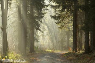 關于樹毛毛的詩句