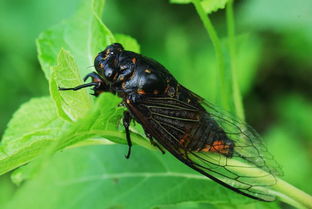 關(guān)關(guān)于蟬的詩句