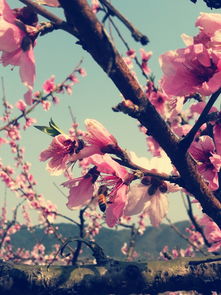 關(guān)于紅粉的詩(shī)句