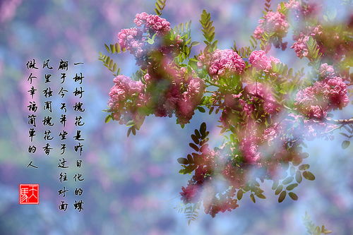 槐花的詩(shī)句古詩(shī)