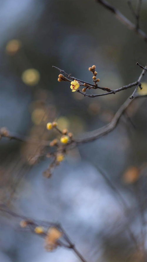 關于枝的詩句大全