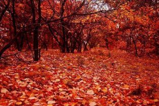 杜牧寫(xiě)的關(guān)于秋天的詩(shī)句是什么意思