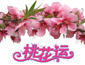 關(guān)于桃花運(yùn)很旺的詩句