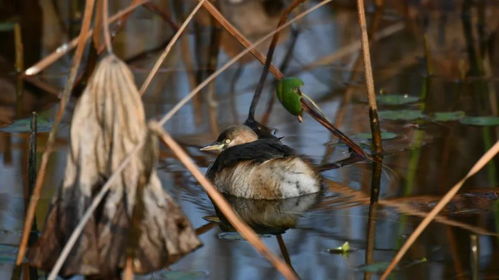 關(guān)于景與鳥的詩(shī)句