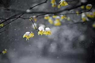 古詩文中有類似意境的詩句