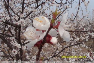 描寫杏花的古詩句有哪些,小學生關于杏花的古詩句有哪些,關于杏花的古詩句有哪些