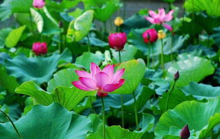 古詩中吟誦荷花的詩句有哪些