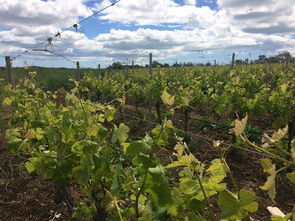 生機(jī)勃勃,詩(shī)句,景物