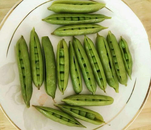 關(guān)于描寫(xiě)豆莢的詩(shī)句