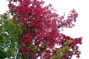 贊美紅楓的詩(shī)句古詩(shī),關(guān)于紅楓的詩(shī)句,贊美紅楓的最佳詩(shī)句