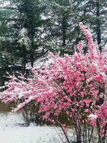 關(guān)于五月飛雪的詩(shī)句