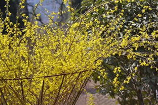 關(guān)于花蕾的詩句