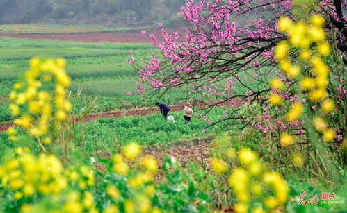 江西春景的詩(shī)句古詩(shī)