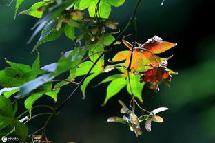 描寫秋天山的詩(shī)句古詩(shī)大全