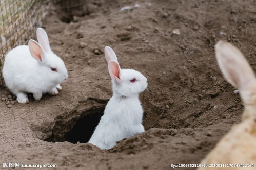 關(guān)于小白兔的詩句四字