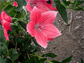 關(guān)于桔梗花的古詩(shī)句