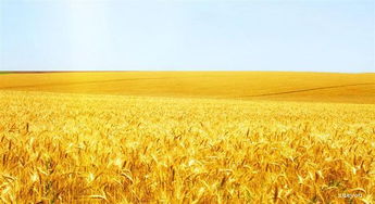 關(guān)于贊美秋風(fēng)的詩句古詩