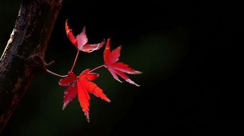 關于秋天楓葉的詩句古詩詞,描寫楓葉的詩句古詩詞,寓意平安的詩句古詩詞