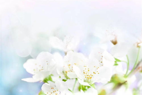 明月下孤獨(dú)的古詩句