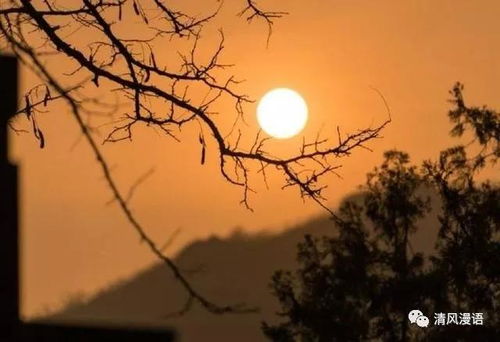 夕陽落日枯樹古詩句