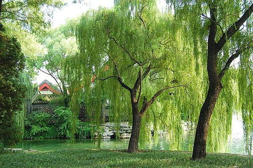 描寫柳樹春天的古詩句