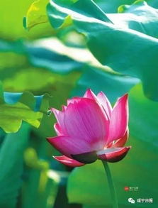 夏天美景的古詩(shī)句