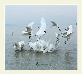 白鷺的詩(shī)句關(guān)于白鷺的詩(shī)句