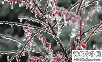 關于狗的詩句和諺語