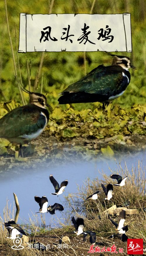借雁抒情的兩個古詩句子