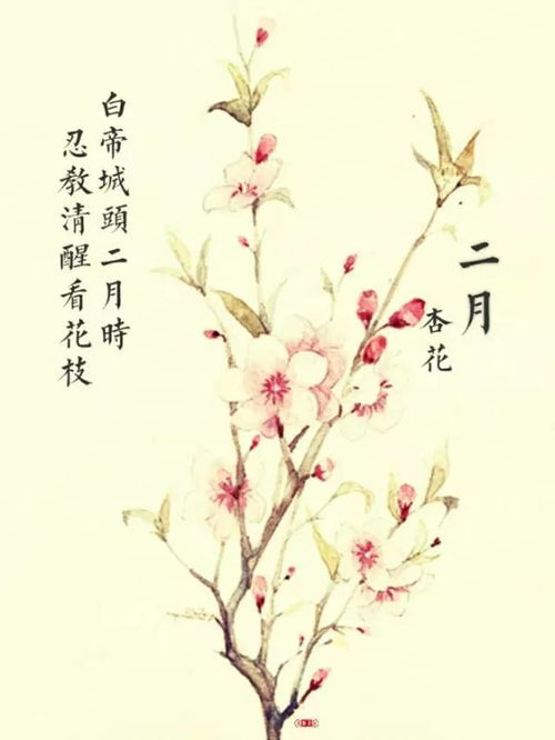 古詩,詩句,春花
