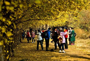 有楓葉有花的古詩句