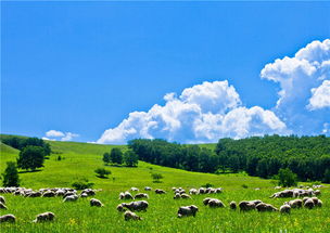 草原花的詩句古詩