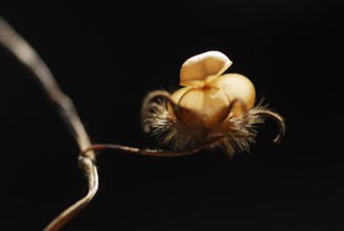 關(guān)于對(duì)孔雀贊美得詩句