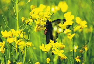 關(guān)于蝶戀花雨油菜花的詩句
