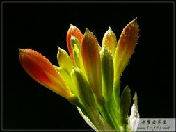 關(guān)于君子蘭花的詩句