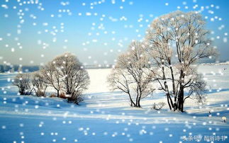 描寫冬天的飛雪的古詩句