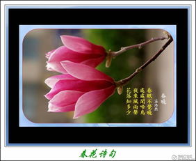 有關(guān)于春花的詩(shī)句