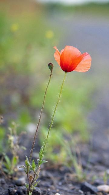 關(guān)于罌粟的唯美詩句