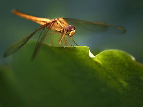 關(guān)于蜻蜓描寫(xiě)愛(ài)情的詩(shī)句