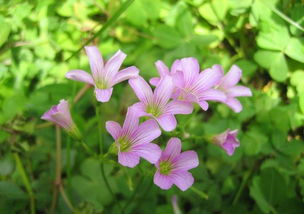 關(guān)于春風(fēng)的唯美詩(shī)句