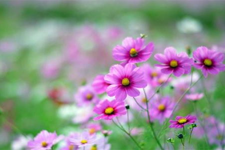 在古詩(shī)中寫(xiě)的花的詩(shī)句有