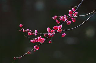 關(guān)于春的意境的詩句